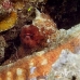 octopus_reef_muck_h_0705_png2255.jpg